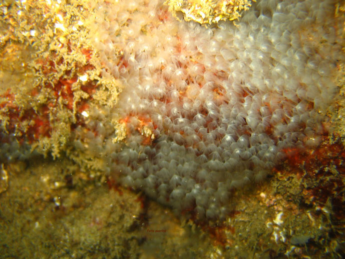 Phoronis hippocrepia